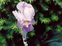 Iris blossom