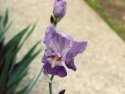Another Iris blossom